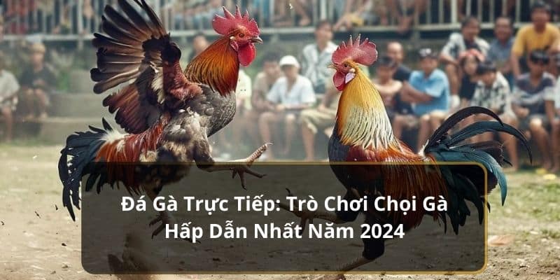 Đá Gà Trực Tiếp